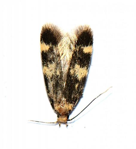 Oegoconia sp.